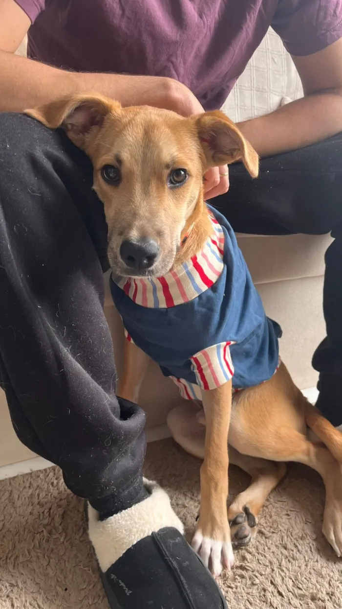 Cachorro raça SRD-ViraLata idade 2 a 6 meses nome Pitoco