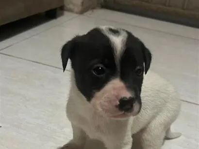 Cachorro raça SRD-ViraLata idade Abaixo de 2 meses nome Bolinha 