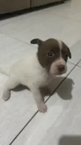Marrom