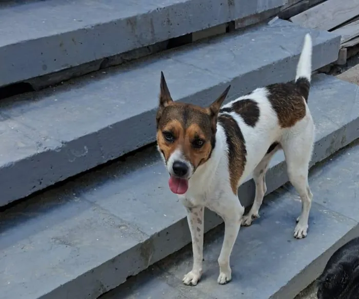 Cachorro raça SRD-ViraLata idade 4 anos nome Kojac