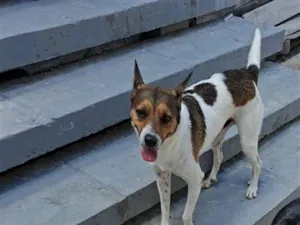 Cachorro raça SRD-ViraLata idade 4 anos nome Kojac