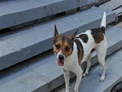 Cachorro raça SRD-ViraLata idade 4 anos nome Kojac
