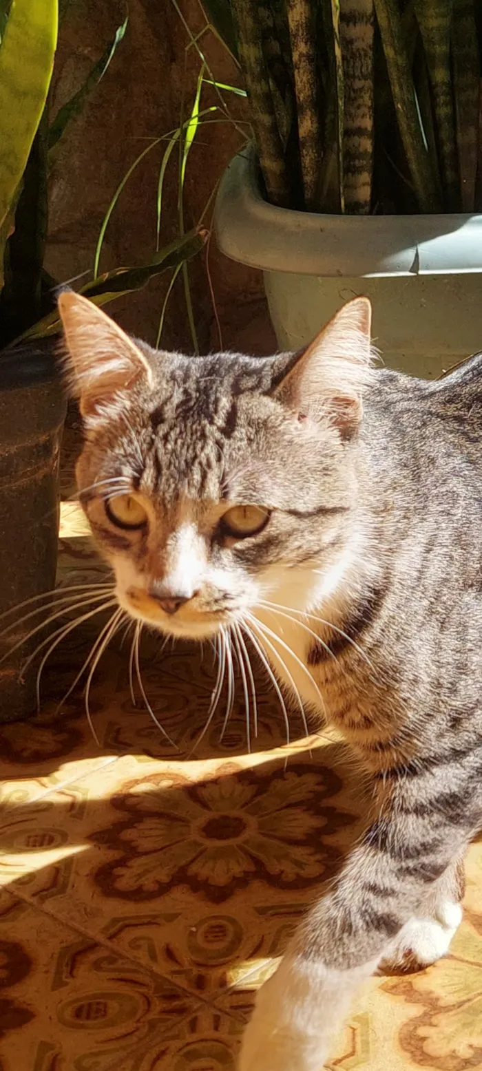 Gato raça SRD-ViraLata idade 1 ano nome sem.nome