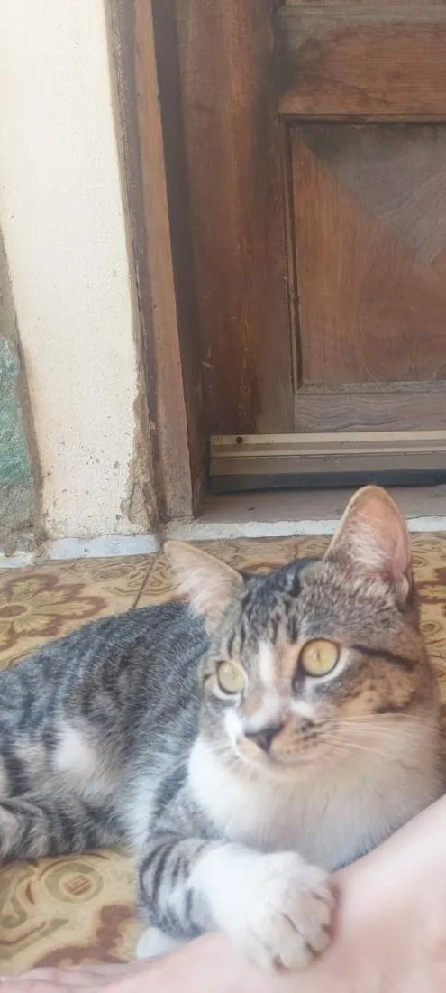 Gato raça SRD-ViraLata idade 1 ano nome sem.nome