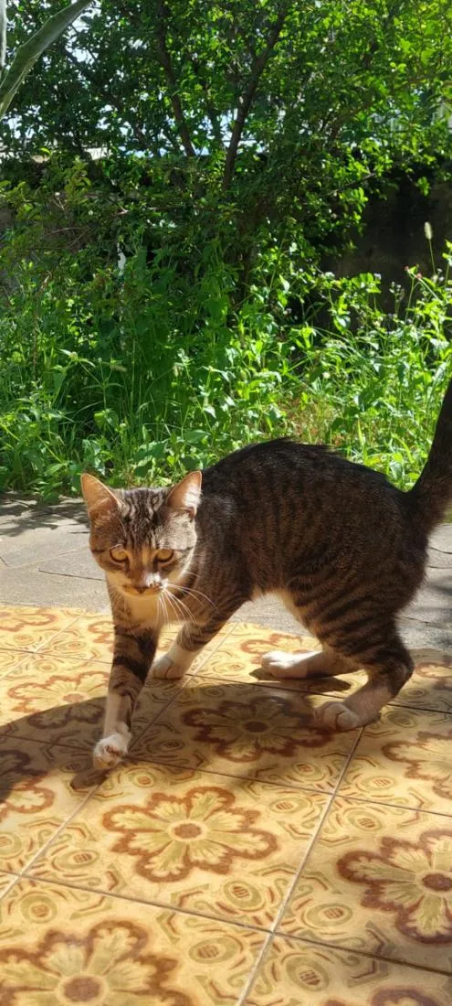Gato raça SRD-ViraLata idade 1 ano nome sem.nome