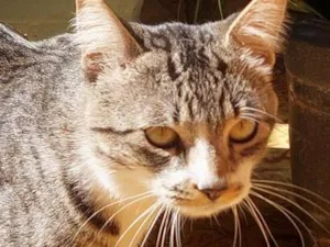 Gato raça SRD-ViraLata idade 1 ano nome sem.nome