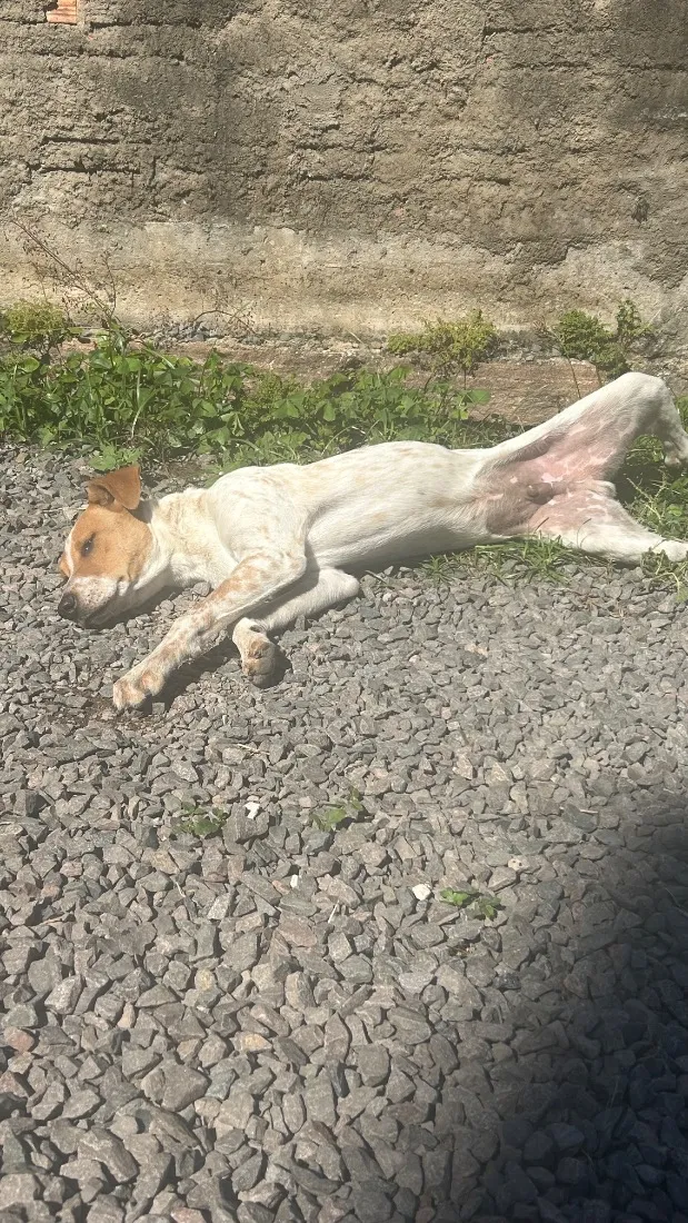 Cachorro raça SRD-ViraLata idade 7 a 11 meses nome Caramelo