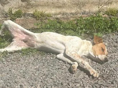 Cachorro raça SRD-ViraLata idade 7 a 11 meses nome Caramelo