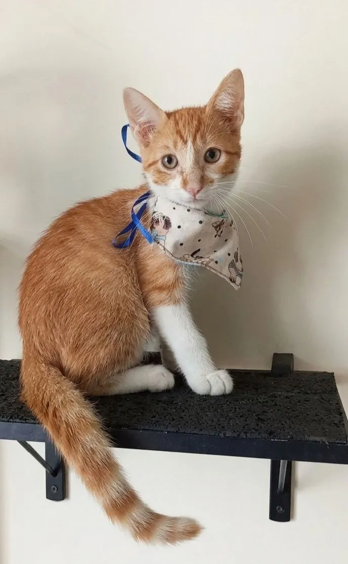 Gato raça SRD-ViraLata idade 2 a 6 meses nome clark