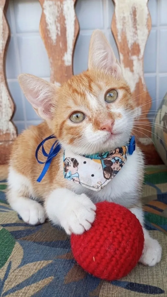 Gato raça SRD-ViraLata idade 2 a 6 meses nome clark