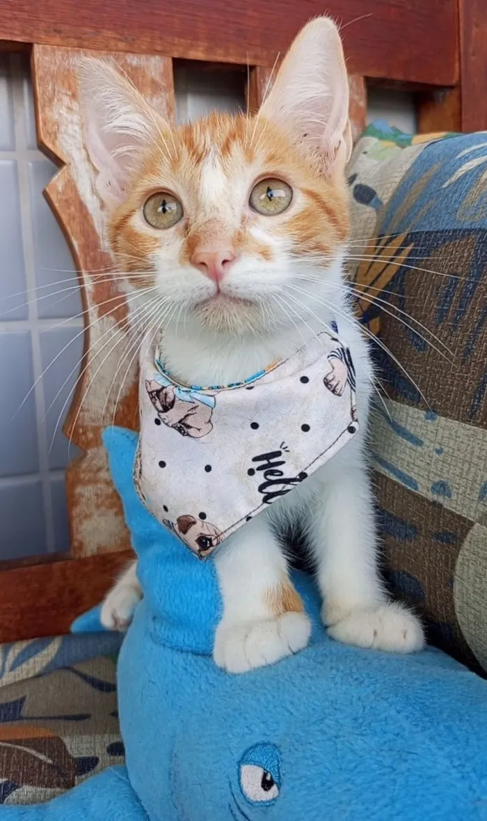 Gato raça SRD-ViraLata idade 2 a 6 meses nome clark