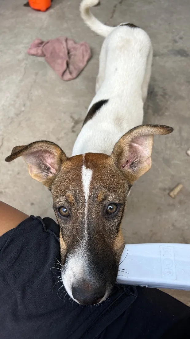 Cachorro raça SRD-ViraLata idade 7 a 11 meses nome Gigante 