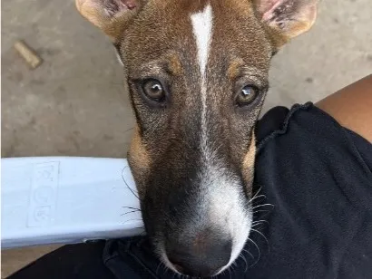 Cachorro raça SRD-ViraLata idade 7 a 11 meses nome Gigante 