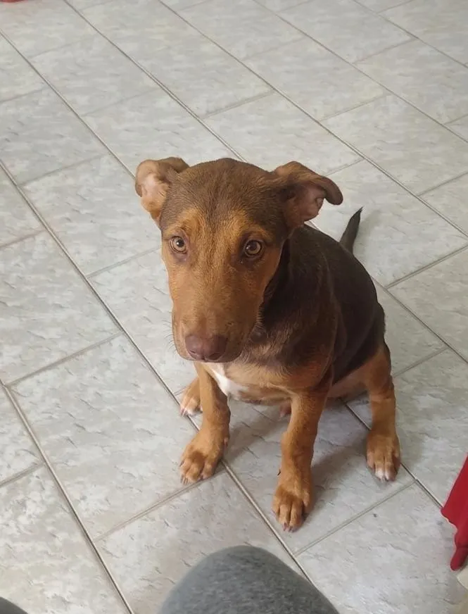 Cachorro raça SRD-ViraLata idade 2 a 6 meses nome Marley