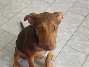 Cachorro raça SRD-ViraLata idade 2 a 6 meses nome Marley