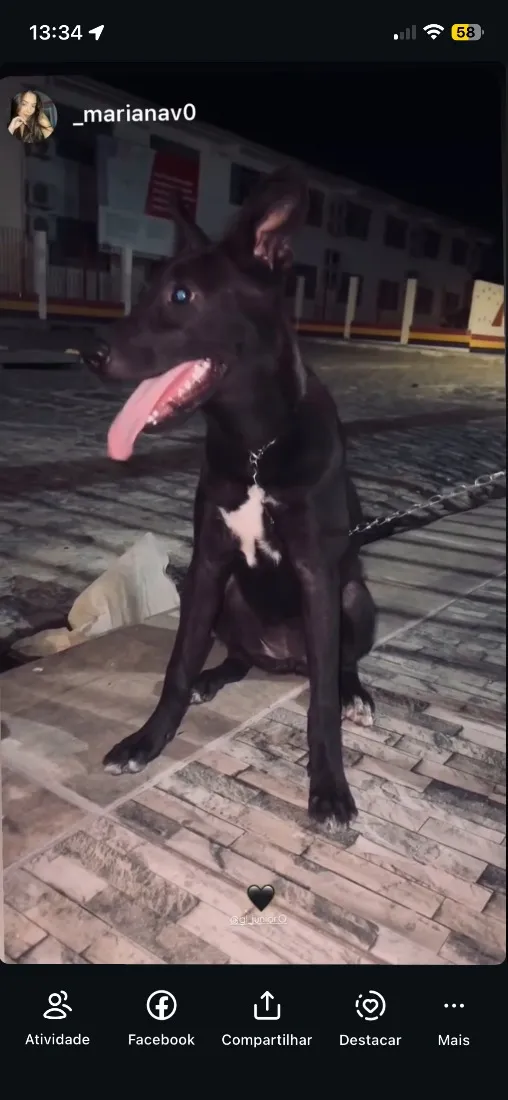 Cachorro raça SRD-ViraLata idade 7 a 11 meses nome Luna