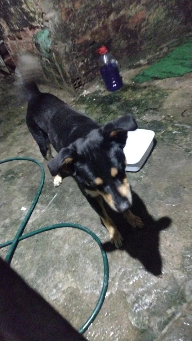 Cachorro raça SRD-ViraLata idade 2 a 6 meses nome bethovem Jhonson 
