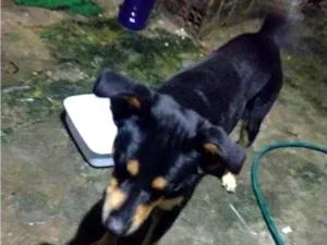 Cachorro raça SRD-ViraLata idade 2 a 6 meses nome bethovem Jhonson 