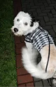 Zeca