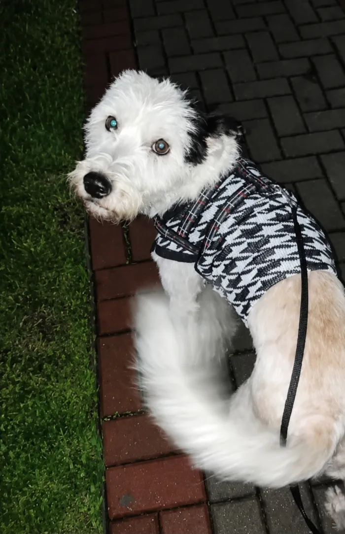 Cachorro raça SRD-ViraLata idade 1 ano nome Zeca