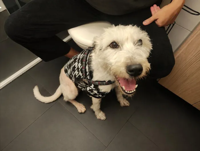 Cachorro raça SRD-ViraLata idade 1 ano nome Zeca