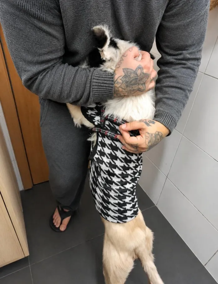 Cachorro raça SRD-ViraLata idade 1 ano nome Zeca