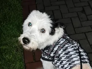 Cachorro raça SRD-ViraLata idade 1 ano nome Zeca