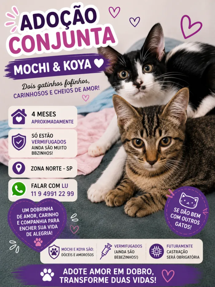 Gato raça SRD-ViraLata idade 2 a 6 meses nome Mochi e Koya