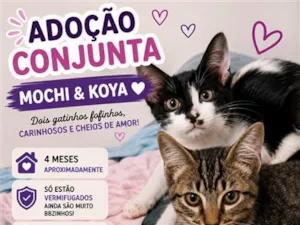 Gato raça SRD-ViraLata idade 2 a 6 meses nome Mochi e Koya