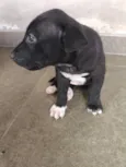 pipoca 