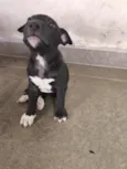pipoca 