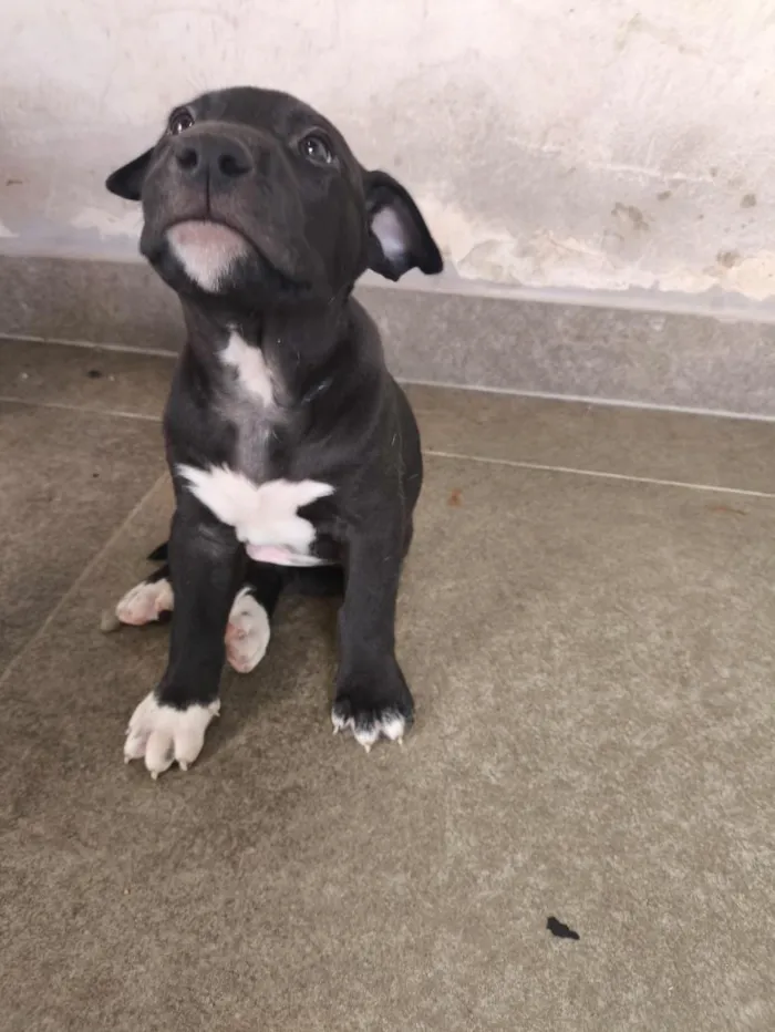 Cachorro raça SRD-ViraLata idade 2 a 6 meses nome pipoca 