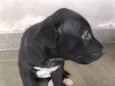 pipoca 