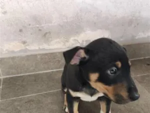 Cachorro raça SRD-ViraLata idade 2 a 6 meses nome max