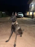 Kiara