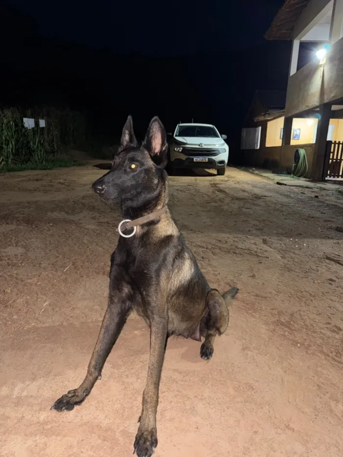 Cachorro raça pastor belga malinois  idade 2 anos nome Kiara