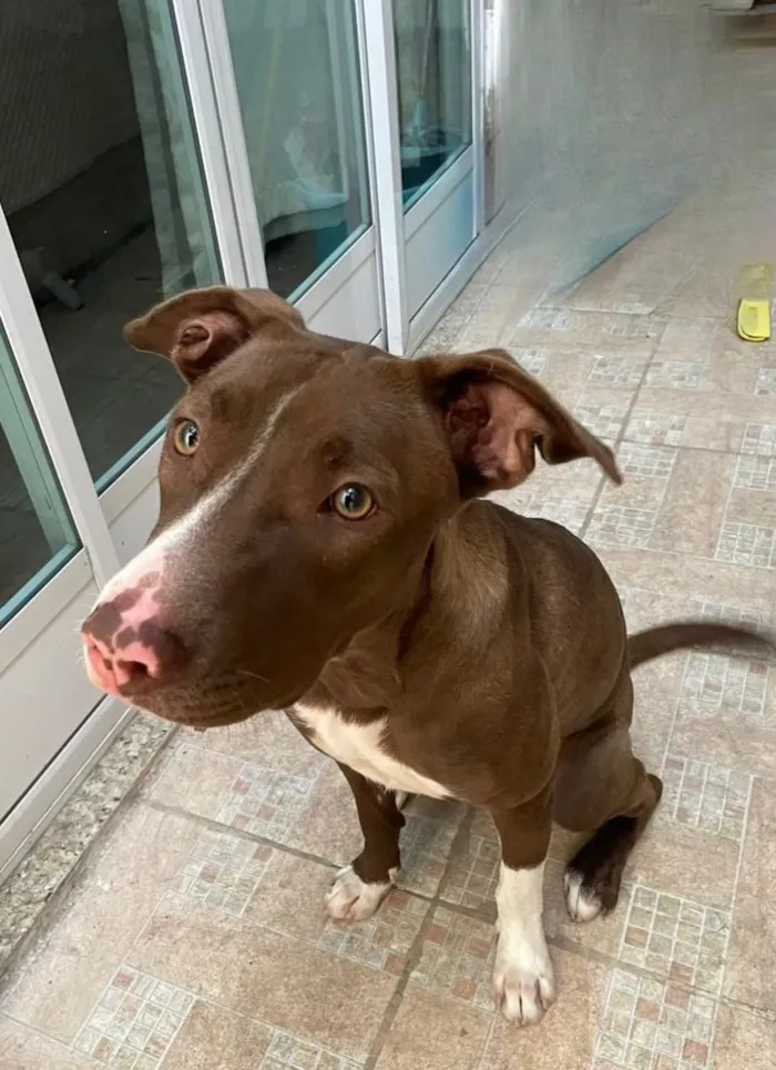 Cachorro raça Pit-Bull idade 7 a 11 meses nome Mel Flores