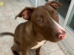 Cachorro raça Pit-Bull idade 7 a 11 meses nome Mel Flores