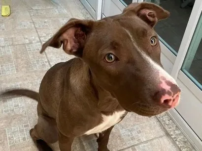 Cachorro raça Pit-Bull idade 7 a 11 meses nome Mel Flores