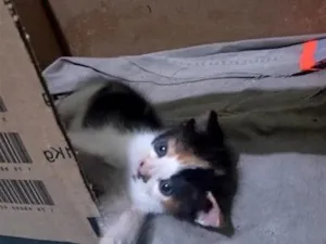 Gato raça SRD-ViraLata idade 2 a 6 meses nome nina