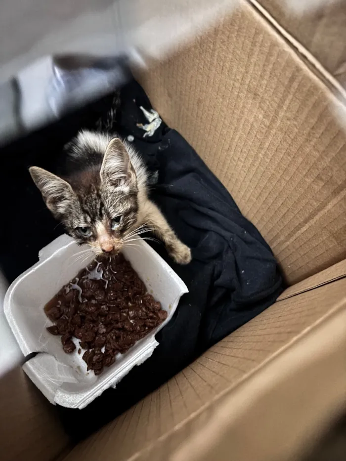 Gato raça SRD-ViraLata idade Abaixo de 2 meses nome Bigodes