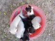 Gatos 