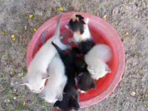 Gato raça SRD-ViraLata idade Abaixo de 2 meses nome Gatos 