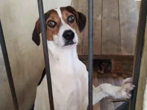 Cachorro raça SRD-ViraLata idade 2 anos nome Didigo
