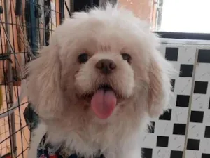 Cachorro raça Shitzu idade 1 ano nome ice