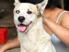 Cachorro raça SRD-ViraLata idade 2 anos nome Pandora
