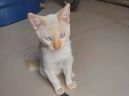 Gato raça SRD-ViraLata idade 2 a 6 meses nome SEM NOMES