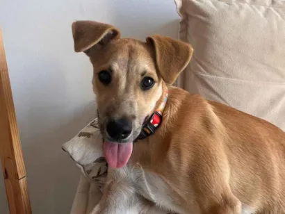 Cachorro raça SRD-ViraLata idade 2 a 6 meses nome Pitoco