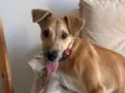 Pitoco
