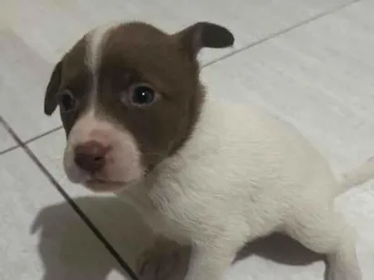 Cachorro raça SRD-ViraLata idade Abaixo de 2 meses nome Marrom